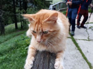 Motanul Portocala de la Curmatura